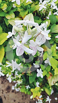 Close up ofÃÂ  White Purple Flowers of Carruthers falseface or Pseuderanthemum carruthersii FlowersÃÂ  photo